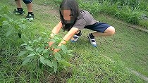 ピーマン収穫② (2).jpg