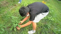 ピーマン収穫④ (2).jpg