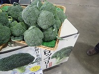 徳島県ブロッコリー.jpg