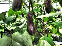 茄子　上福.jpg