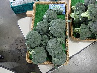 鳥取県ブロッコリー.jpg