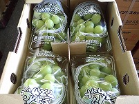 試食ぶどう.jpg 試食ぶどう.jpg
